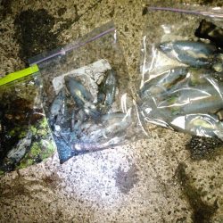 ゴミまみれでした